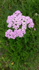 Achillea millefolium