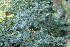 Alnus lusitanica
