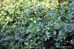 Alnus lusitanica