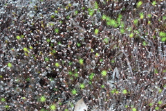 Polytrichum piliferum