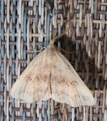 Phalaenostola eumelusalis