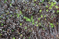 Polytrichum piliferum
