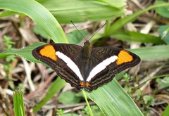 Adelpha abia