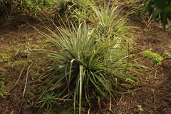 Puya bicolor