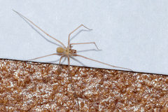 Spermophora senoculata