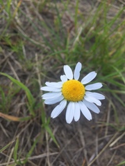 Tripleurospermum inodorum