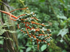 Chamaedorea pinnatifrons