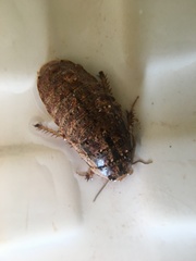 Pseudocalolampra