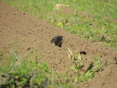 Spalacopus cyanus