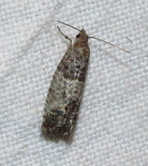 Spilonota ocellana