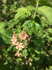 Ribes acerifolium