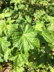 Ribes acerifolium