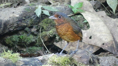 Grallaria gigantea
