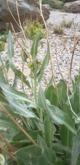 Senecio atratus