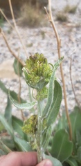 Senecio atratus