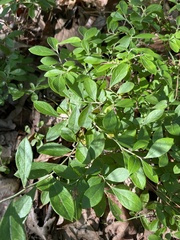 Vaccinium tenellum