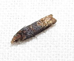 Eucosma ochroterminana