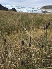 Alopecurus magellanicus