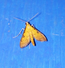 Tatobotys