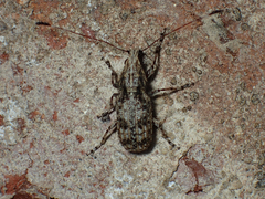 Meconemus infuscatus