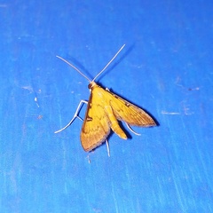 Tatobotys