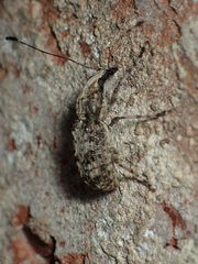 Meconemus infuscatus
