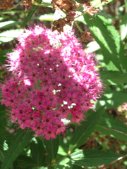 Spiraea × bumalda