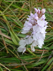 Dactylorhiza maculata ericetorum