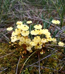 Splachnum luteum