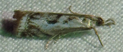 Microcrambus kimballi