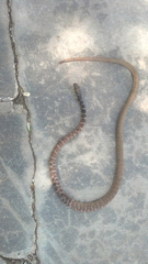 Masticophis flagellum piceus