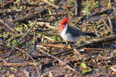 Paroaria coronata