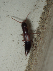 Achenomorphus corticinus