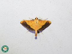 Desmia chryseis