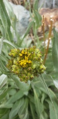Senecio atratus