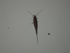 Meinertellidae