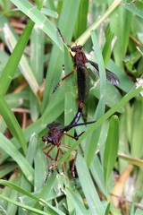Diogmites platypterus
