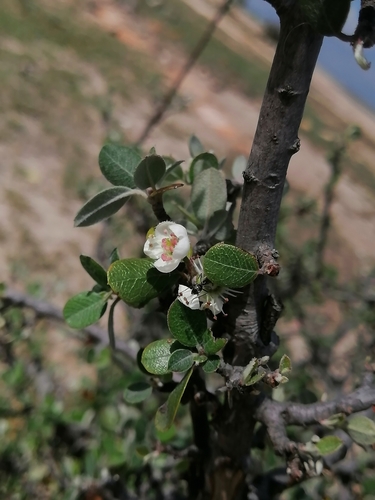 Image of Malacomeles denticulata by (c) Erick Vélez Sánchez, some rights reserved (CC BY)