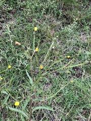Picris hieracioides morrisonensis