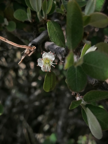 Image of Malacomeles denticulata by (c) Erick Vélez Sánchez, some rights reserved (CC BY)