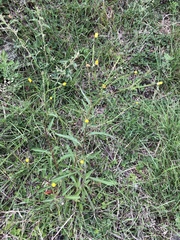 Picris hieracioides morrisonensis