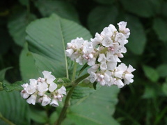 Koenigia campanulata