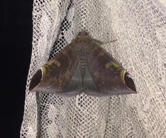 Pindara illibata