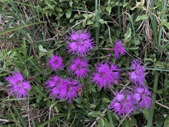 Dianthus longicalyx