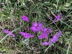 Dianthus longicalyx