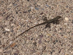 Aspidoscelis uniparens