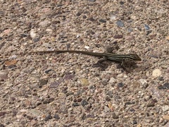 Aspidoscelis uniparens