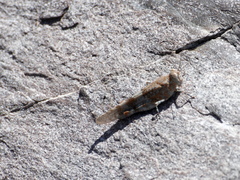 Sphingonotus corsicus