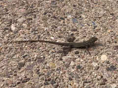 Aspidoscelis uniparens