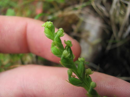 Limnorchis chorisiana iNat (1)